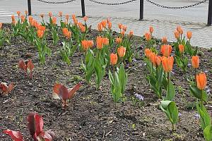 Tulipány, narcisy a další jarní květiny v těchto dnech rozkvétají v Bučovicích na nových záhonech.