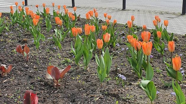 Tulipány, narcisy a další jarní květiny v těchto dnech rozkvétají v Bučovicích na nových záhonech.