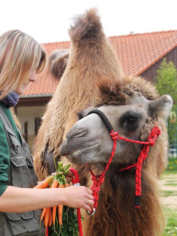 Den Země ve vyškovském zooparku lákal na křest velbloudího mláděte Aladina, hudbu i pohádky.