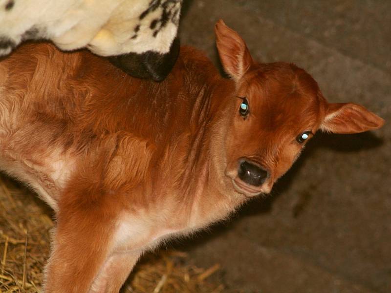 Ve vyškovském zooparku přivítali v lednu samečka afrického plemene skotu zebu zakrslý.