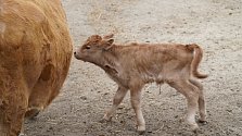 Dvě mláďata skotu cachena přišla v uplynulých dnech na svět ve vyškovském Zooparku.