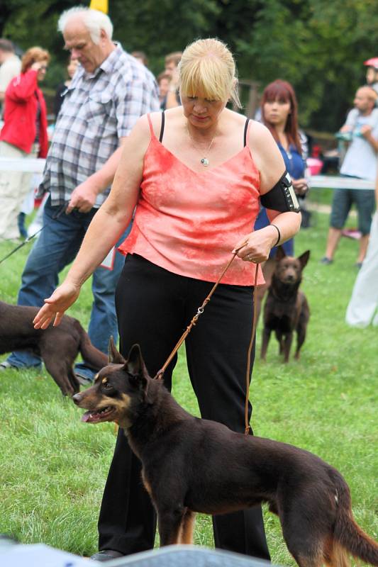 Mezinárodní klubová výstava psů plemena welsh corgi přilákala do Slavkova u Brna desítky chovatelů.