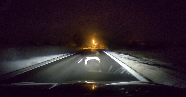 Podívejte se, jak vypadala reakce řidiče na jihu Moravy při přebíhání lesní zvěře přes silnici.