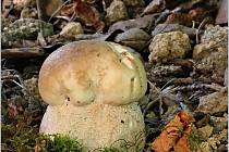Počasí houbám nesvědčí, ale občas houbařovo srdce zaplesá.