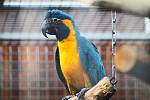 Nejmenší druhy papoušků na světě čekají v bošovické zoologické zahradě mláďata.