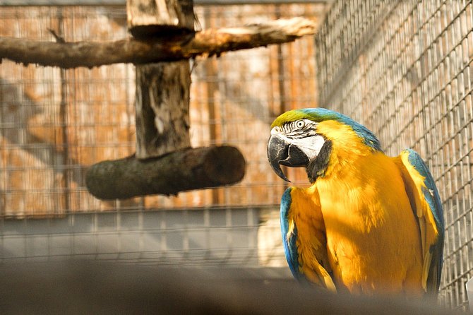 Papouščí zoo v Bošovicích na Vyškovsku.
