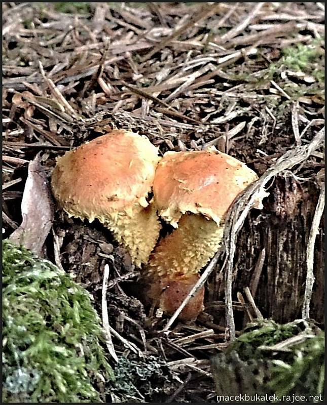 Září bylo na houby poměrně bohaté a příjemné počasí lákalo houbaře do lesů. Na snímku je šupinovka ohnivá.