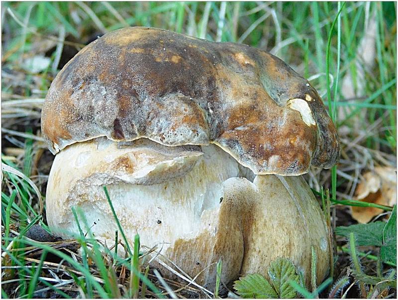 Ve Vyškově už rostou hřiby, žampiony a další houby, červenají se třešně a lesní jahody.