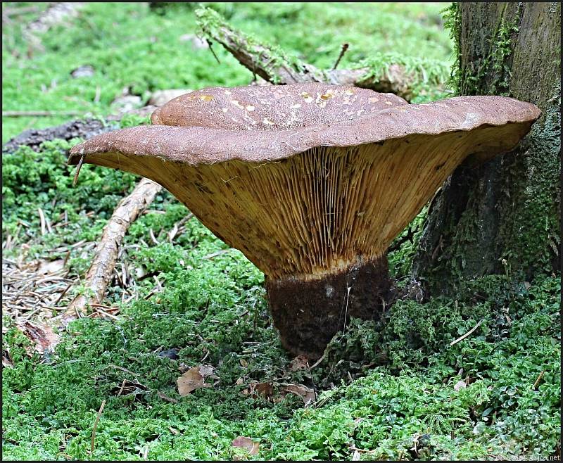 Září bylo na houby poměrně bohaté a příjemné počasí lákalo houbaře do lesů. Na snímku je čechratice černohuňatá.