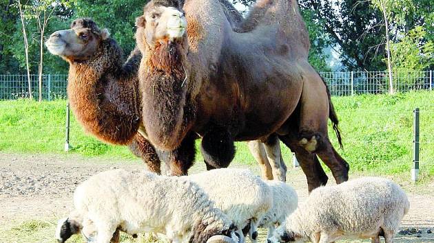 Vyškovský zoopark chová dva velbloudy dvouhrbé neboli drabaře. Pro návštěvníky patří k nepřehlédnutelným a nejvděčnějším zvířatům v této zoologické zahradě.