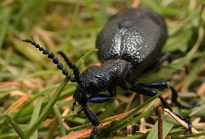 V sobotu třicátého března se milovníci přírody zúčastní exkurze České společnosti entomologické.