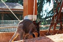 Pavilon Austrálie s trojicí klokanů a čtyřmi stovkami andulek je nově přístupný návštěvníkům vyškovského zooparku.