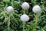 Září bylo na houby poměrně bohaté a příjemné počasí lákalo houbaře do lesů. Na snímku je hlemovka slizká.