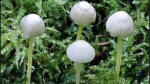Září bylo na houby poměrně bohaté a příjemné počasí lákalo houbaře do lesů. Na snímku je hlemovka slizká.