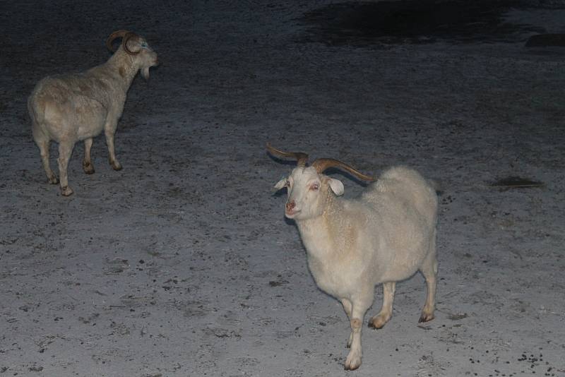 Rodiny s dětmi putovaly ve vyškovské zoo po čertovské stezce.