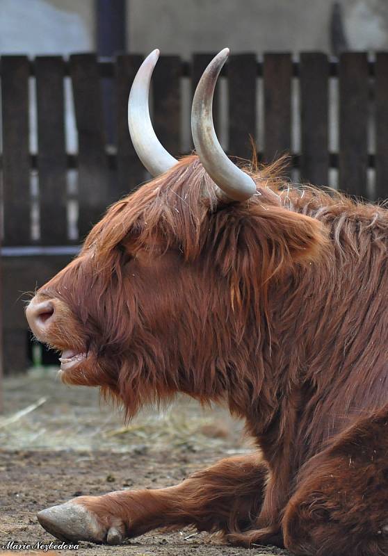 Zvířata z vyškovského ZooParku si užívají opětovnou pozornost návštěvníků.