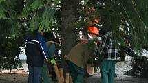 Vánočním stromem na vyškovském Masarykově náměstí bude letos douglaska tisolistá.