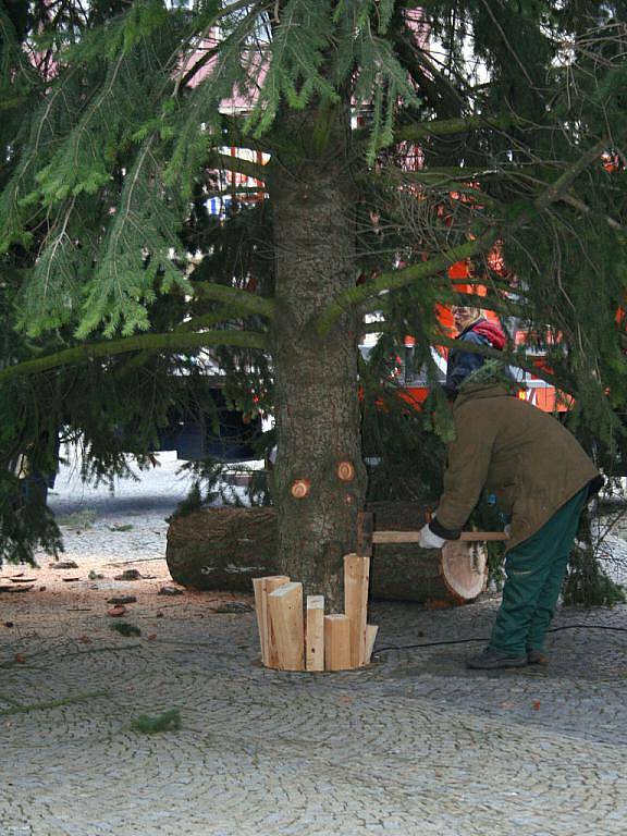 Vánočním stromem na vyškovském Masarykově náměstí bude letos douglaska tisolistá.