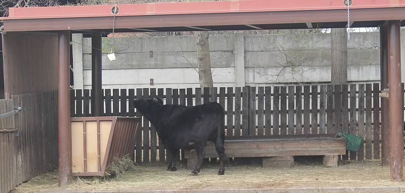 Zoo je otevřená po měsících nuceného uzavření.