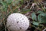 Září bylo na houby poměrně bohaté a příjemné počasí lákalo houbaře do lesů. Na snímku je pýchavka dlabaná.