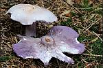 Září bylo na houby poměrně bohaté a příjemné počasí lákalo houbaře do lesů. Na snímku je čirůvka fialová.