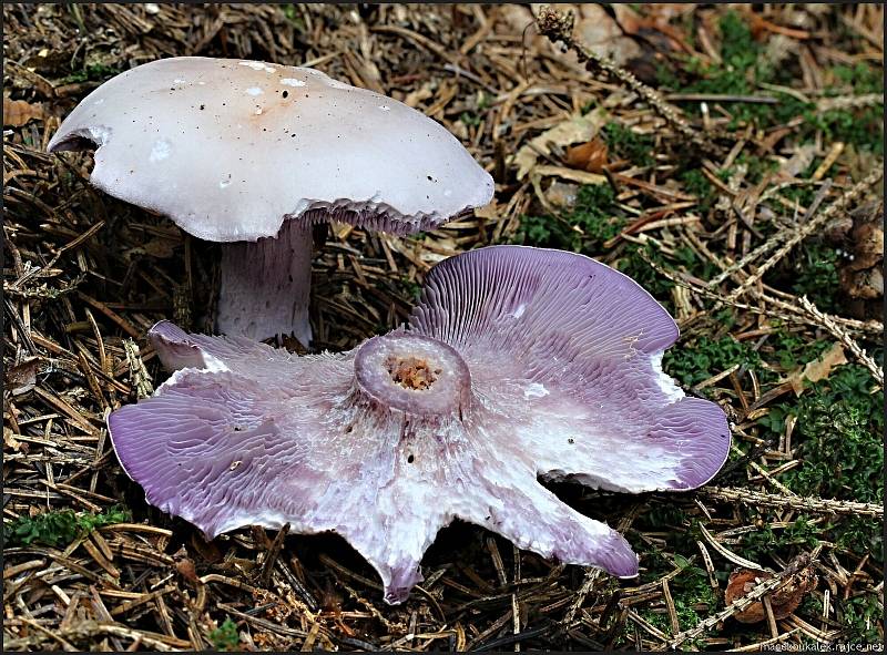 Září bylo na houby poměrně bohaté a příjemné počasí lákalo houbaře do lesů. Na snímku je čirůvka fialová.