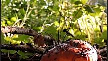 Září bylo na houby poměrně bohaté a příjemné počasí lákalo houbaře do lesů. Na snímku je holubinka smrdutá.