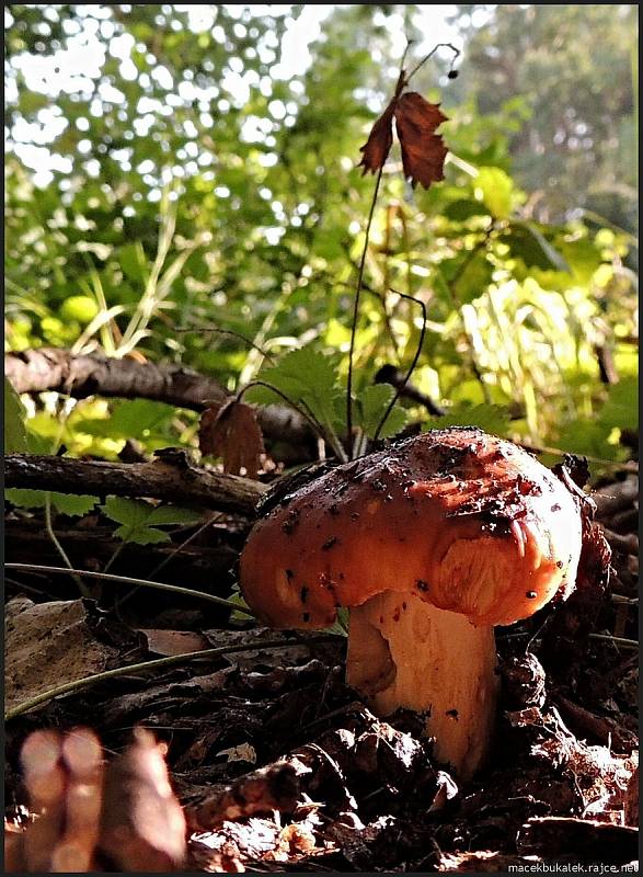 Září bylo na houby poměrně bohaté a příjemné počasí lákalo houbaře do lesů. Na snímku je holubinka smrdutá.
