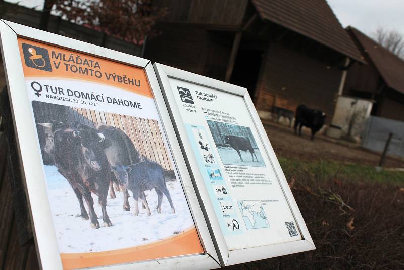 Vyškovský zoopark potřetí láká na program Sváteční zoo. Děti můžou například pomoci s výzdobou v Hanáckém statku.