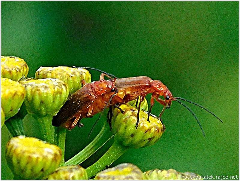 Příroda v okolí Vyškova a Drahanské vrchoviny na vrcholu léta.