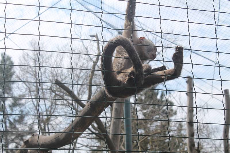 Zvířata jsou v zoo na pozornost zvyklá.