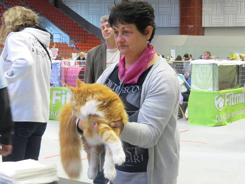 Hala Polárka ve Frýdku-Místku v sobotu hostila výstavu ušlechtilých koček.