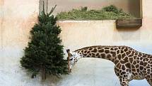 Ve čtvrtek začíná ve Frýdku-Místku svoz vánočních stromků. Ty pak končí různě, na některých si třeba pochutnávají i zvířátka v ZOO.
