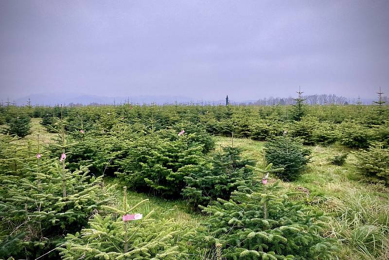 Prodej vánočních stromků na plantáži Stromečkárna, Baška, 2. 12. 2022