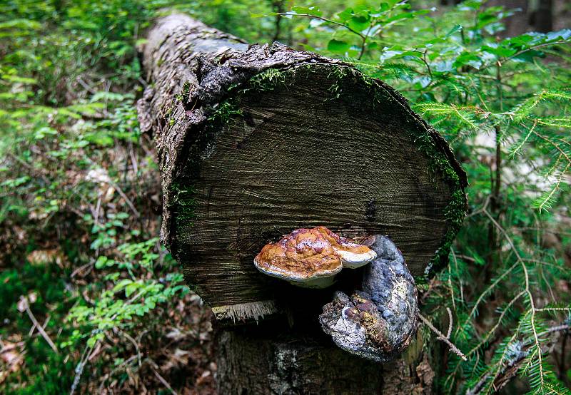 Brána Beskyd nabídne zábavu a relax všem generacím, samotné Beskydy stojí za návštěvu a nabízejí spousty krásných míst již nyní.