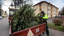 Ve čtvrtek začíná ve Frýdku-Místku svoz vánočních stromků. Ty pak končí různě, na některých si třeba pochutnávají i zvířátka v ZOO.