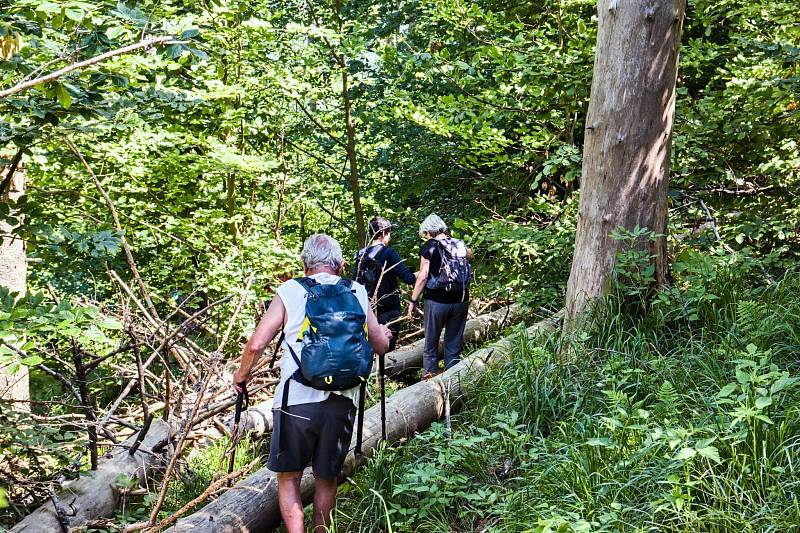 Prales Mionší leží v Těšínských Beskydech u obce Dolní Lomná na Frýdecko-Místecku a patří mezi nejzachovalejší svého druhu.