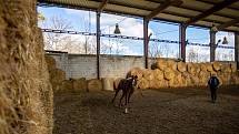 Stáj Newport se specializuje na chov a výcvik koní, nachází v Dolních Domaslavicích nedaleko Žermanické přehrady. Část  jezdeckého areálu je zasazena do příjemného údolí. Snímek z konce dubna 2021.