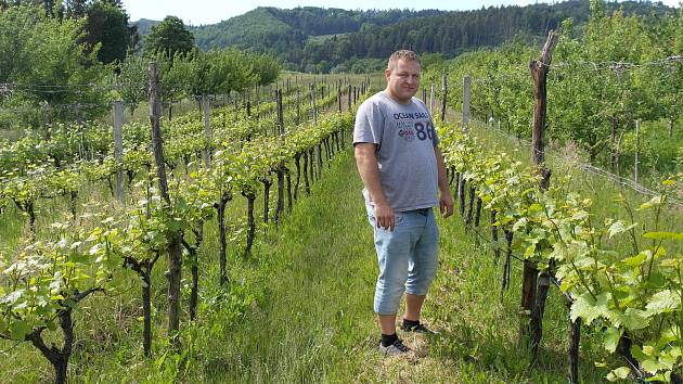 Palkovice, okres Frýdek-Místek, víno, vinohrad, vinař, réva, 2. června 2022.