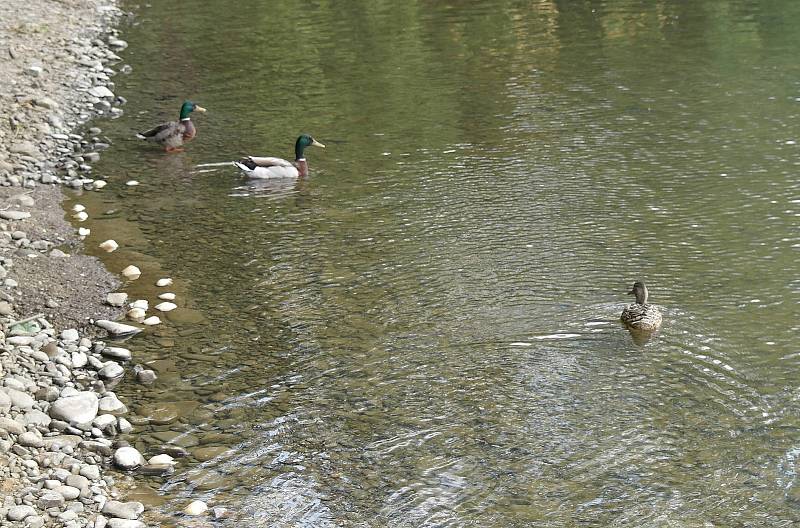 Baška, Frýdeckomístecko, léto, sezona, koupání, cyklistika, 30. 5. 2022.