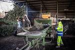 V areálu třineckého sběrného dvora a kompostárny zpracovávali 19. ledna 2022 popeláři svezené vánoční stromky z Třince. Dřevní štěpka, která po smíchání s bioodpadem slouží k výrobě tradičního kompostu.