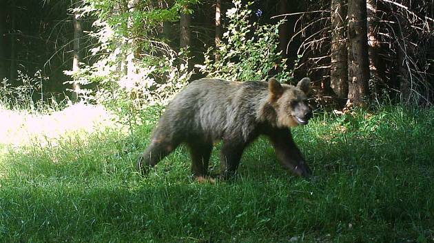 Medvěd zachycen fotopastí v okolí Smrku. Archivní snímek