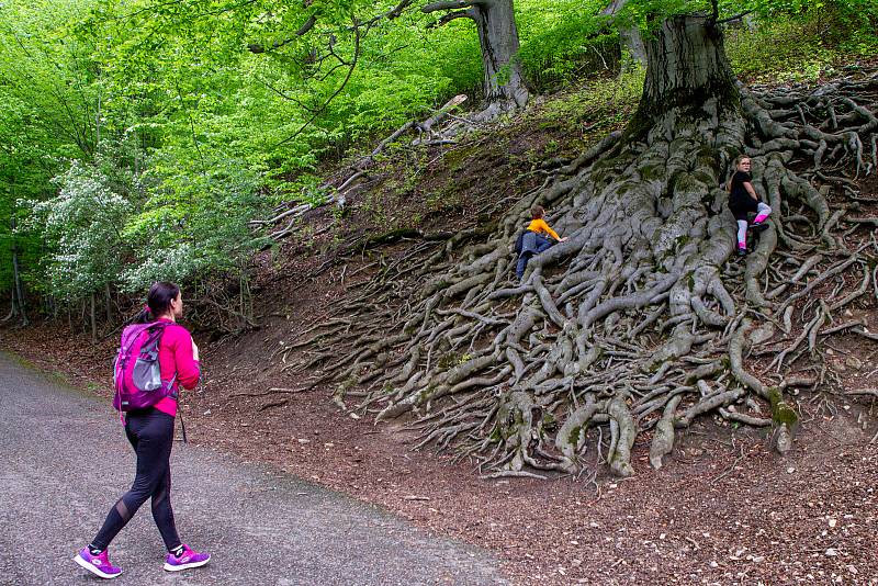 Pěkné počasí přilákalo do obory a na hrad Hukvaldy mnoho návštěvníků. Samotný hrad a jeho okolí využili i filmaři, kteří zde natáčeli historický film, 15. května 2021 Hukvaldy.