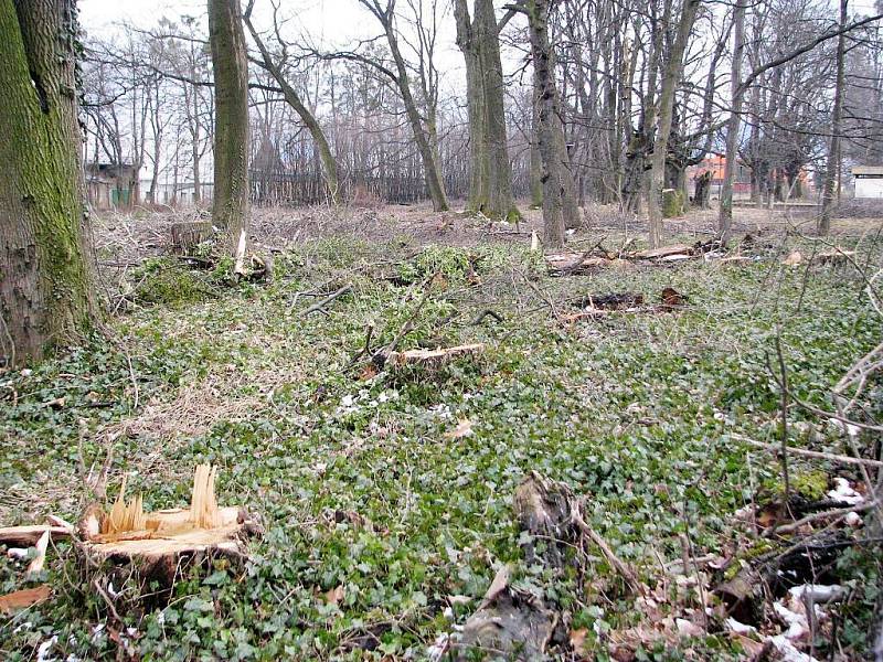 V zámeckém parku v Hnojníku bylo vykáceno 222 stromů, podle obce bez povolení. Případem se zabývá Česká inspekce životního prostředí. 