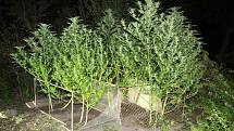Šestičlennou skupinu, která pěstovala marihuanu, odhalili třinečtí kriminalisté. 
