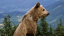 Velká trojka šelem, medvěd, vlk a rys k Lysé hoře taky patří.