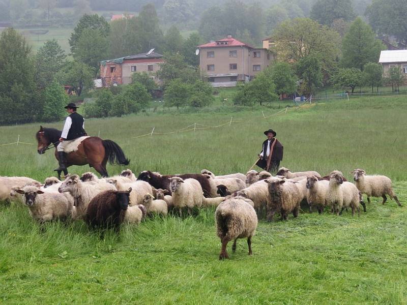 V Košařiskách nedaleko Jablunkova se v sobotu konalo tradiční vyhánění ovcí s názvem Miyszani Lowiec.