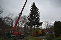 Vánoční strom z Hukvald.
