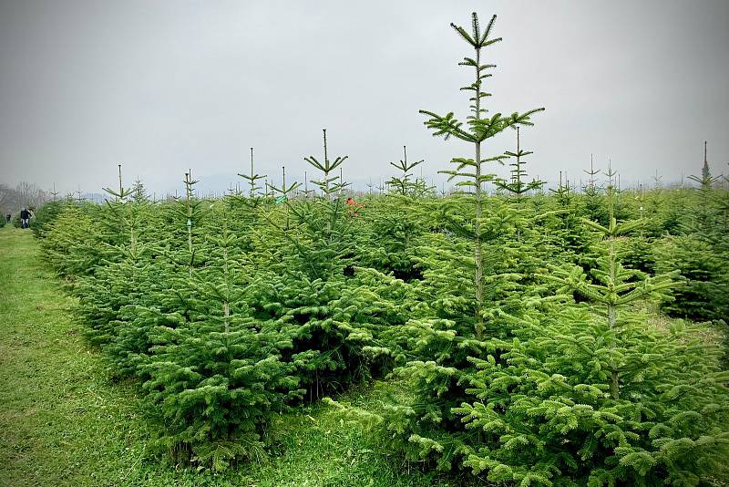 Prodej vánočních stromků na plantáži Stromečkárna, Baška, 2. 12. 2022