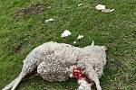 Téměř v centru obce Bystřice usmrtil v květnu v noci vlk jednu ovci.